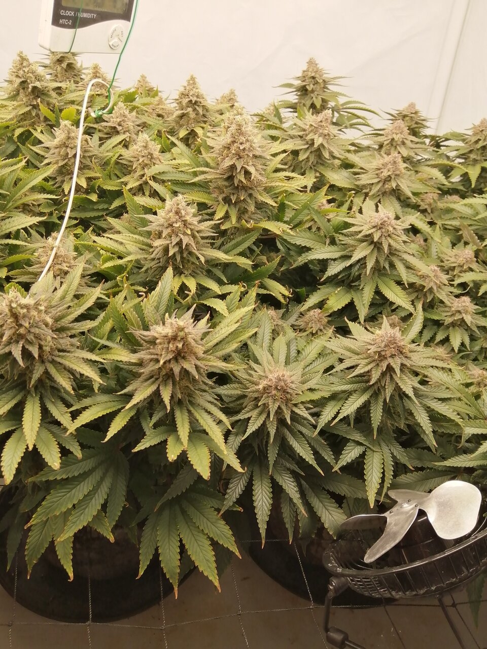 Cheese Scrog Day 52 Of Flower