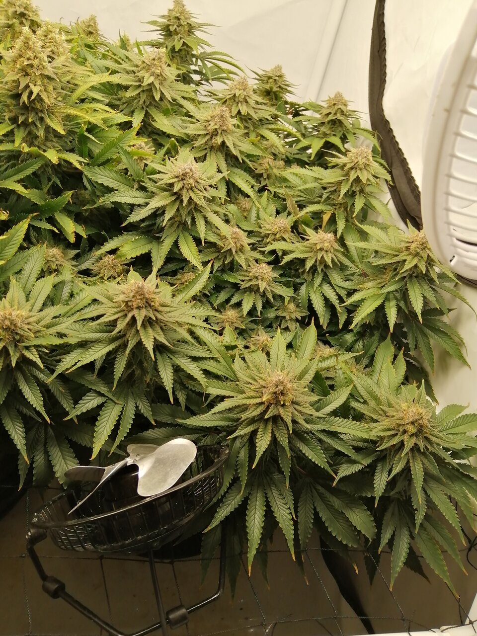 Cheese Scrog Day 52 Of Flower