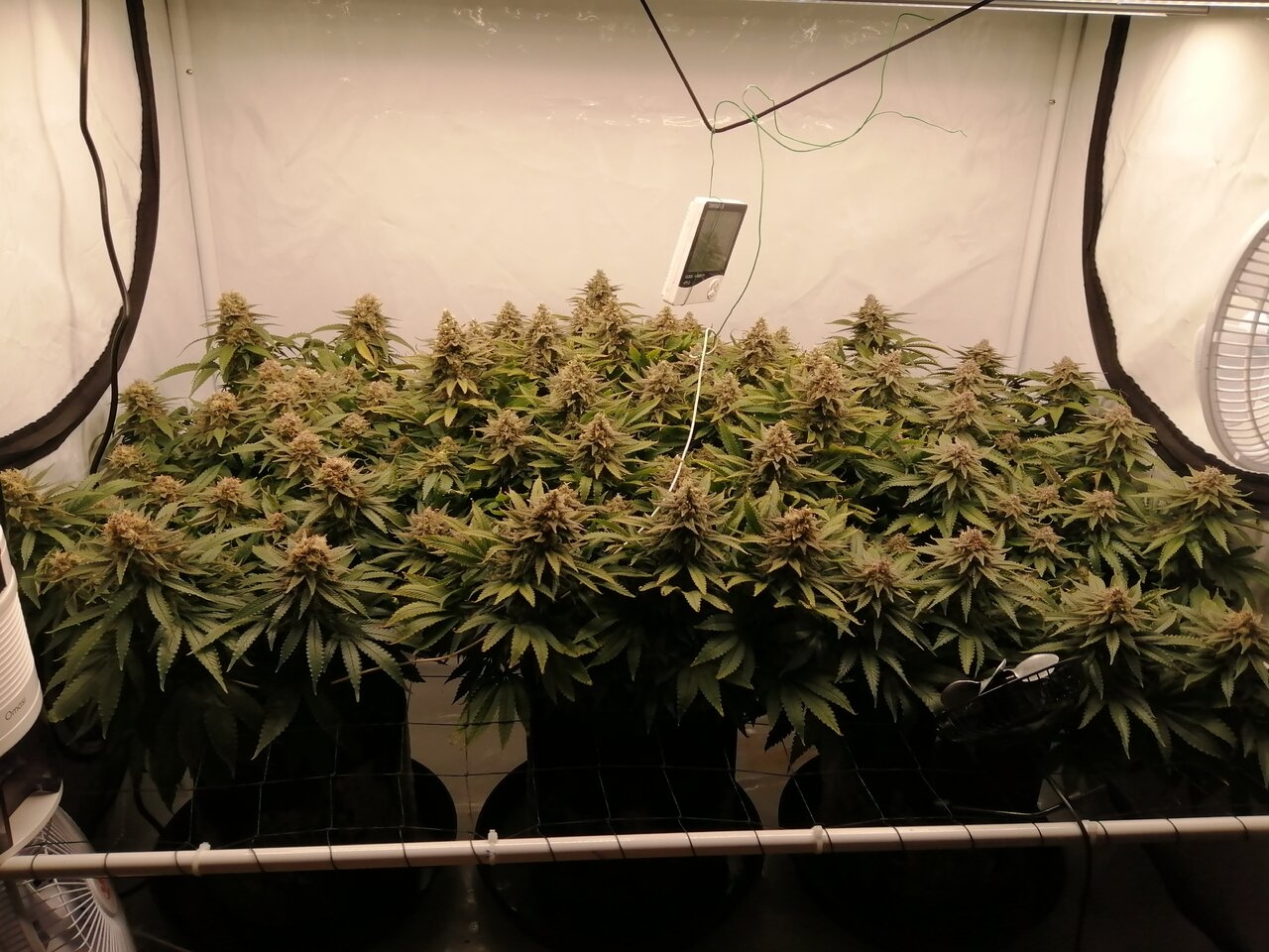 Cheese Scrog Day 52 Of Flower