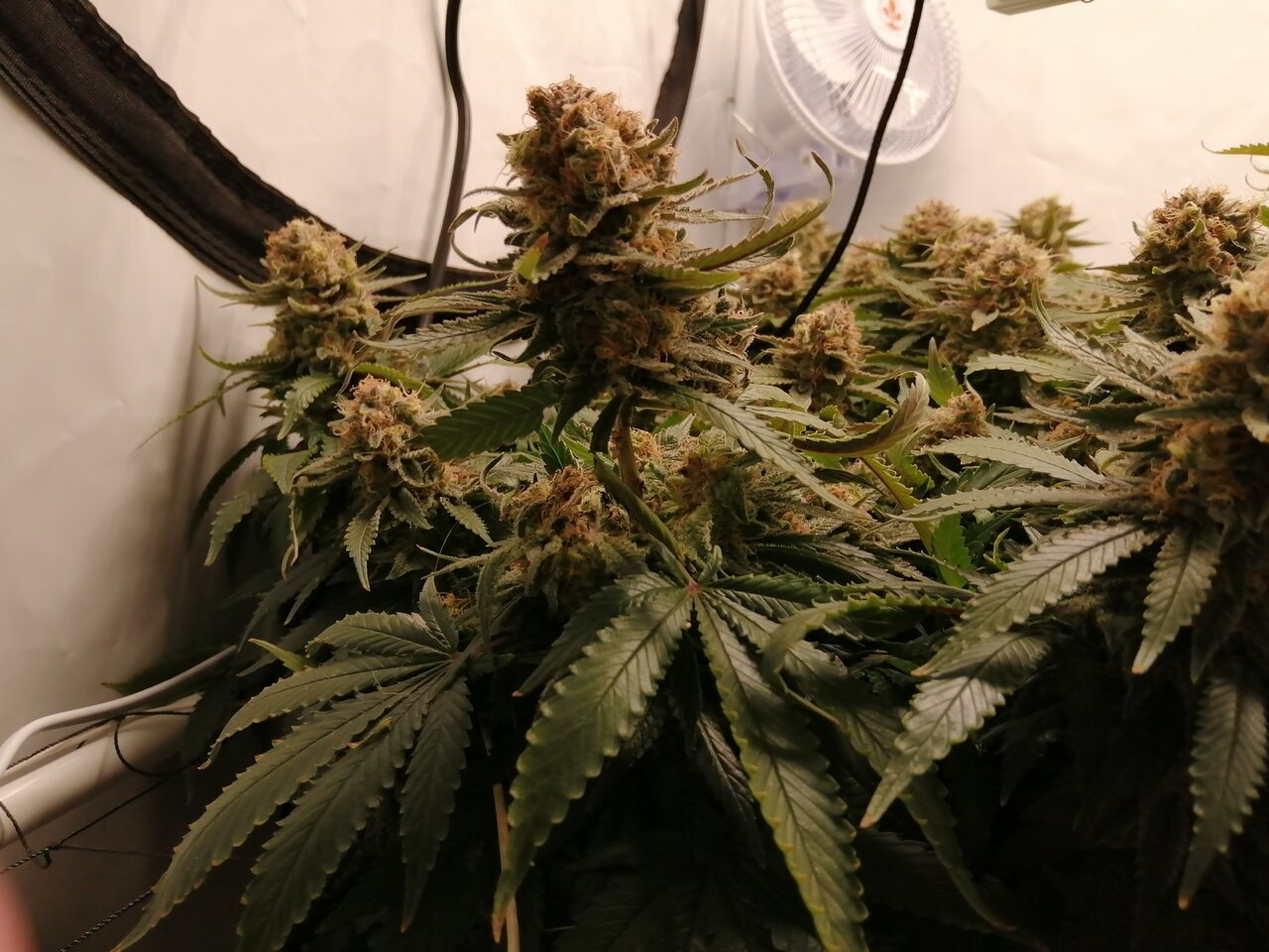 Cheese Scrog Day 54 Of Flower - Bud Rot