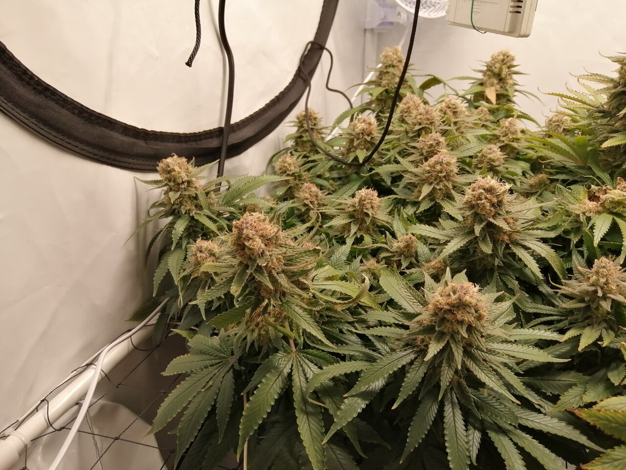 Cheese Scrog Day 54 Of Flower