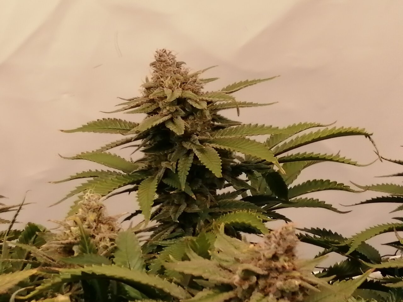 Cheese Scrog Day 54 Of Flower