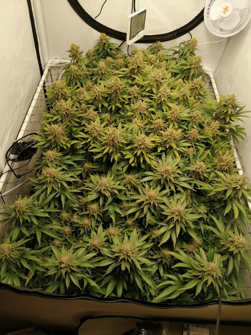 Cheese Scrog Day 54 Of Flower