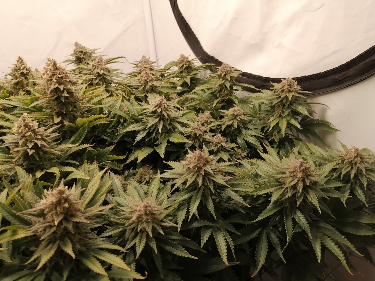 Cheese Scrog Day 54 Of Flower