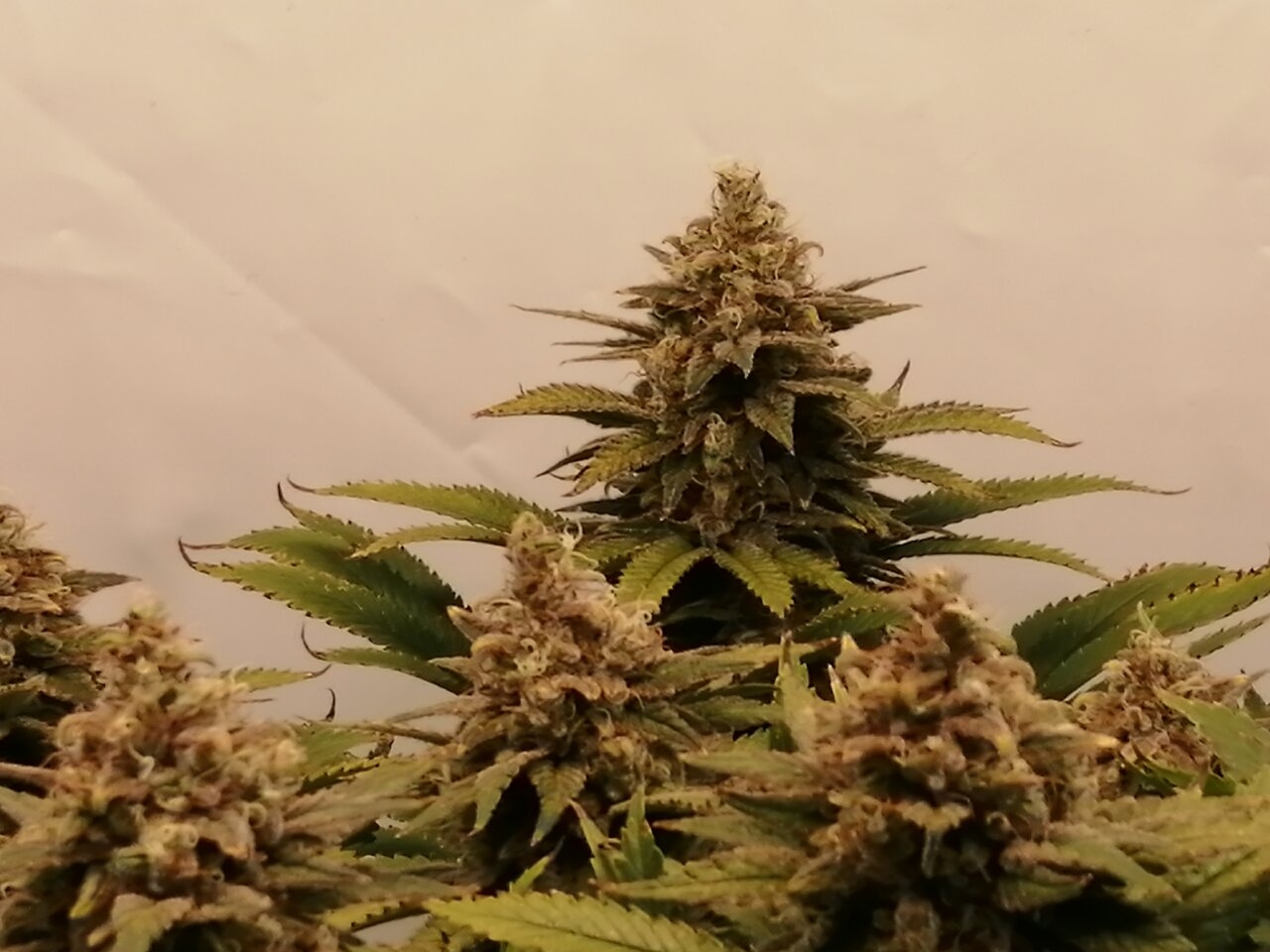 Cheese Scrog Day 54 Of Flower