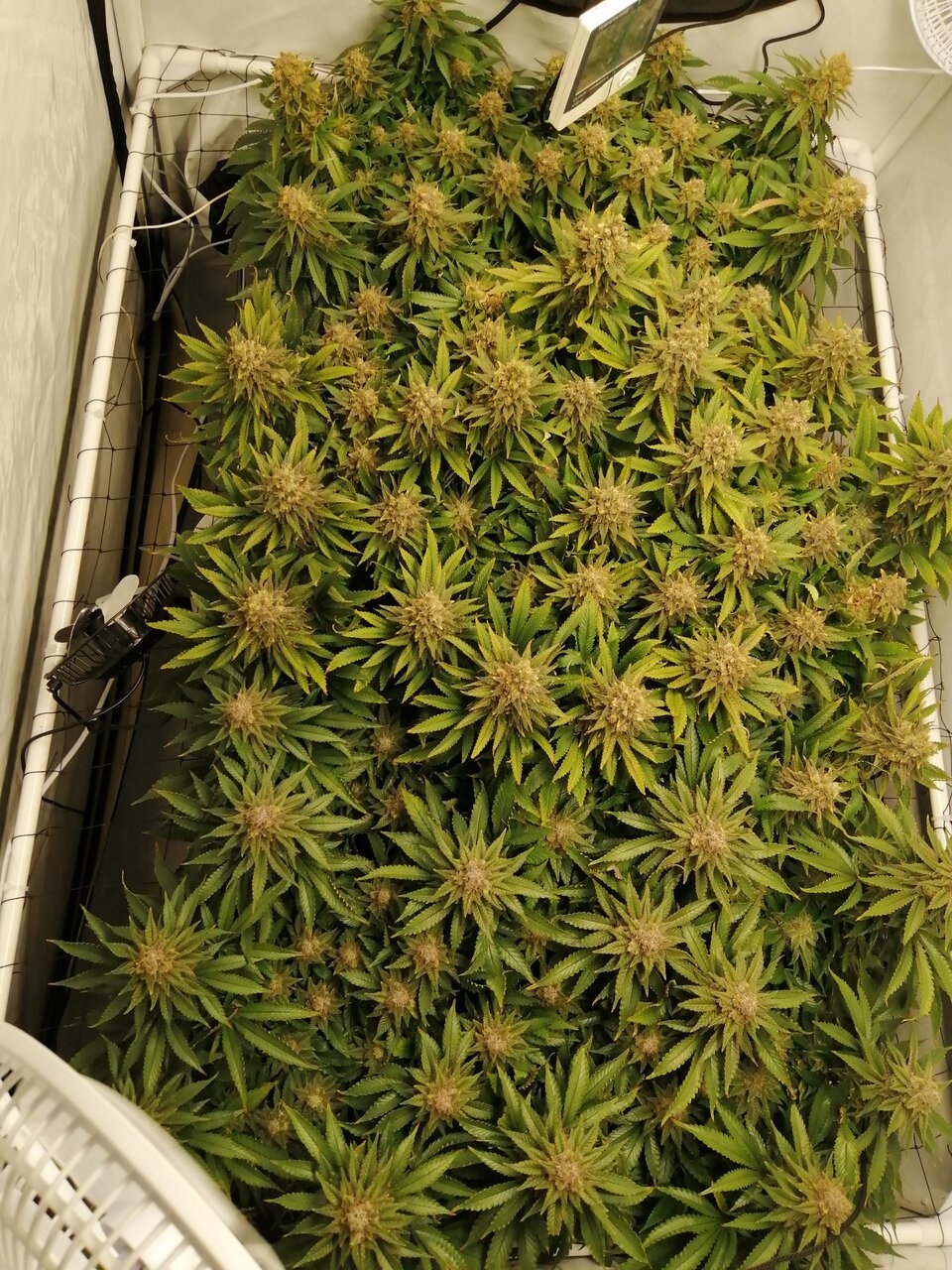 Cheese Scrog Day 54 Of Flower