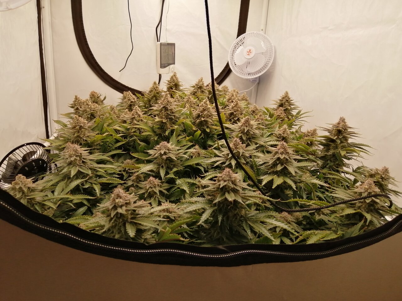 Cheese Scrog Day 54 Of Flower