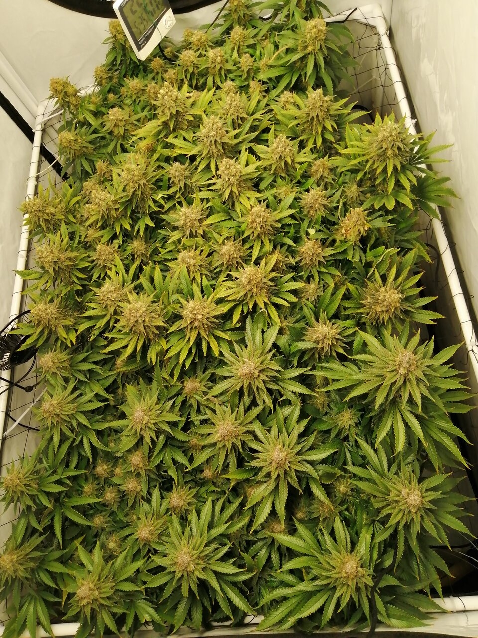 Cheese Scrog Day 54 Of Flower