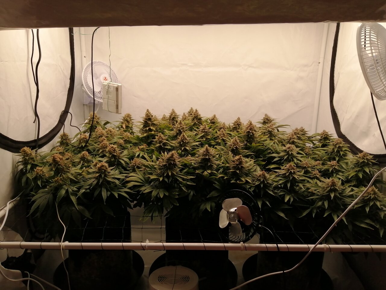 Cheese Scrog Day 54 Of Flower