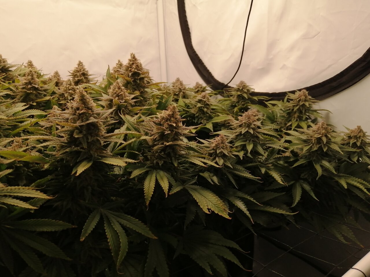 Cheese Scrog Day 57 Of Flower