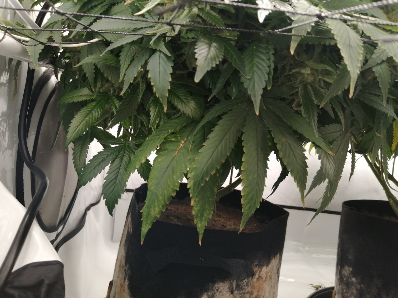 Cheese Scrog Day 57 Of Flower