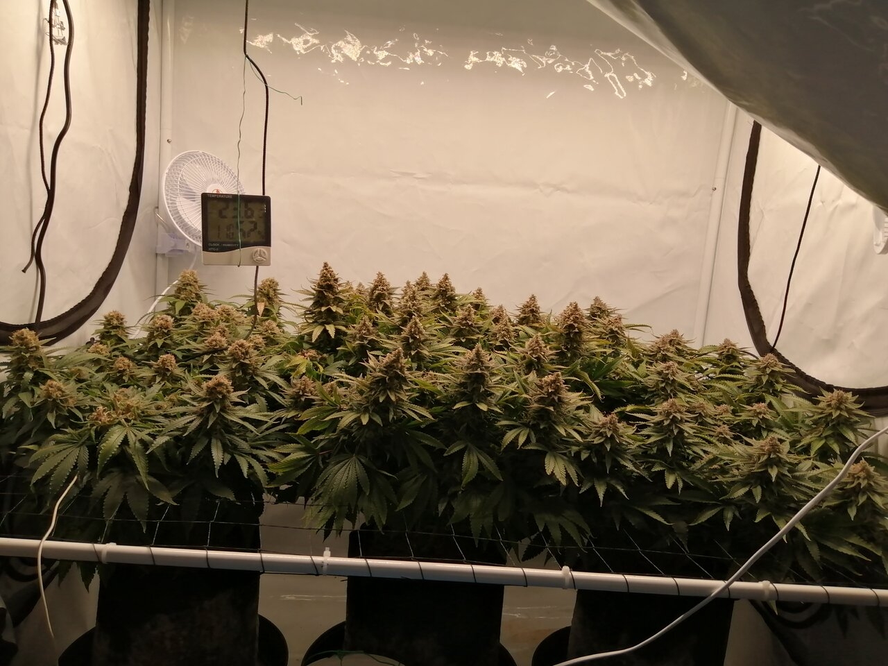 Cheese Scrog Day 57 Of Flower