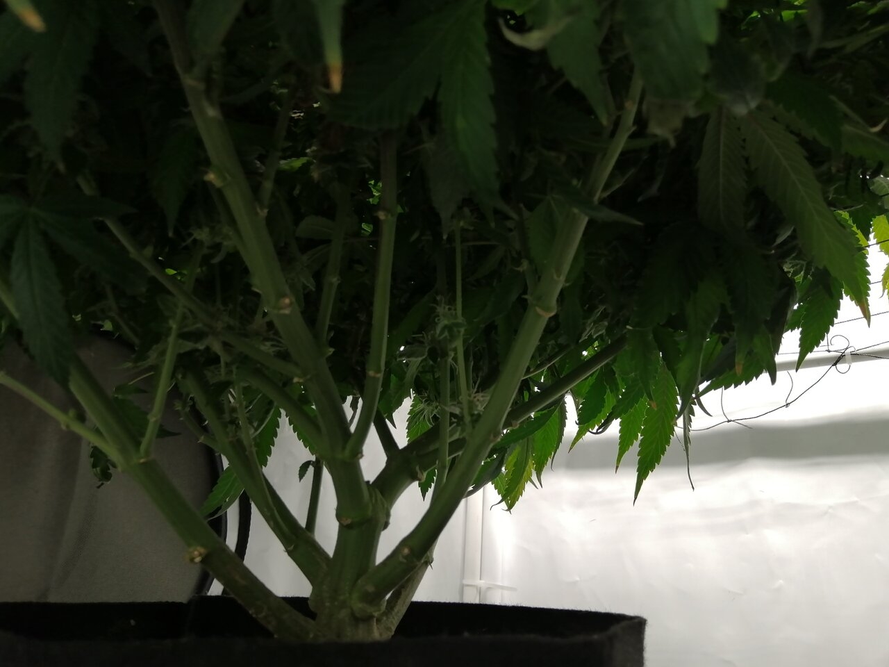 Cheese Scrog Day 57 Of Flower