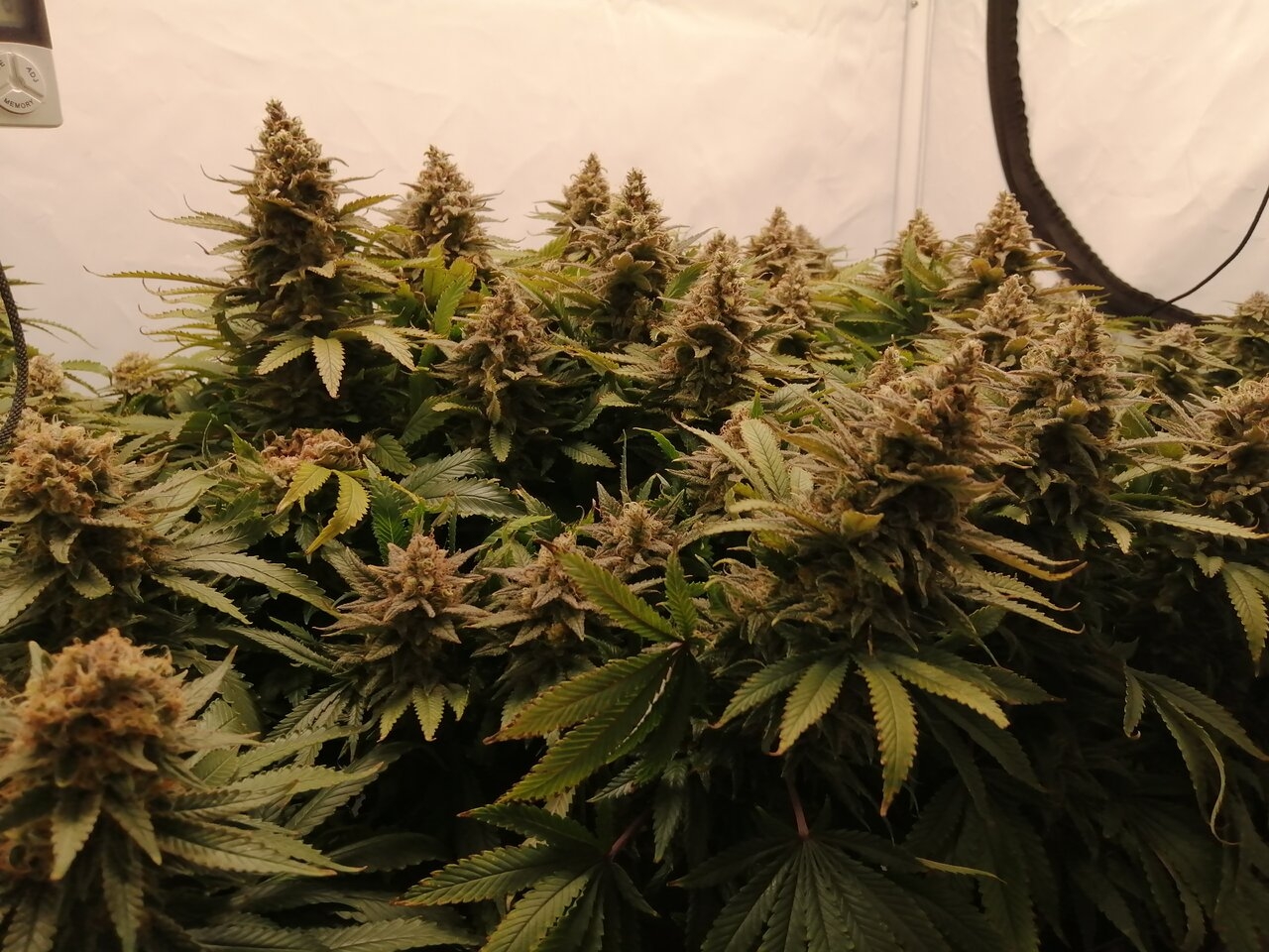 Cheese Scrog Day 57 Of Flower