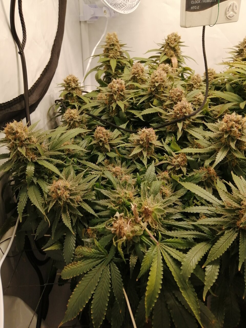 Cheese Scrog Day 57 Of Flower