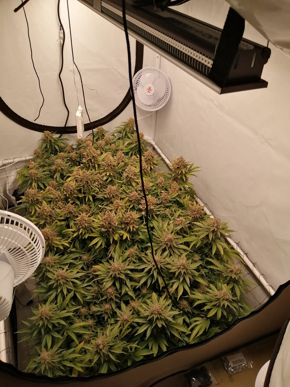 Cheese Scrog Day 58 Of Flower