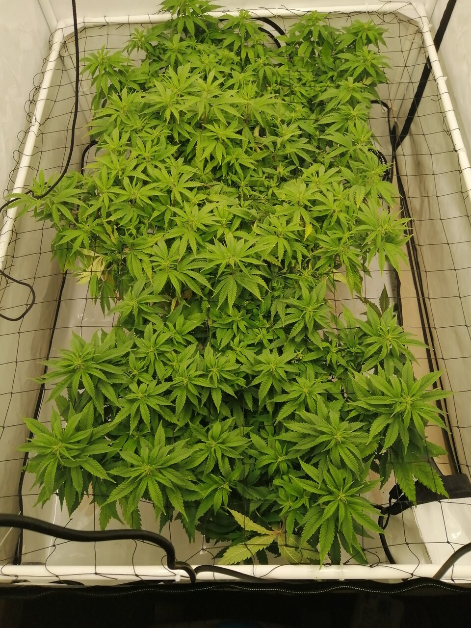 Cheese Scrog Day 7 Of Flower