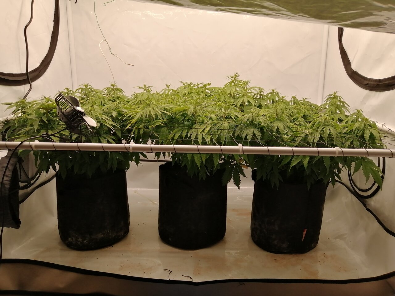 Cheese Scrog Day 8 Of Flower