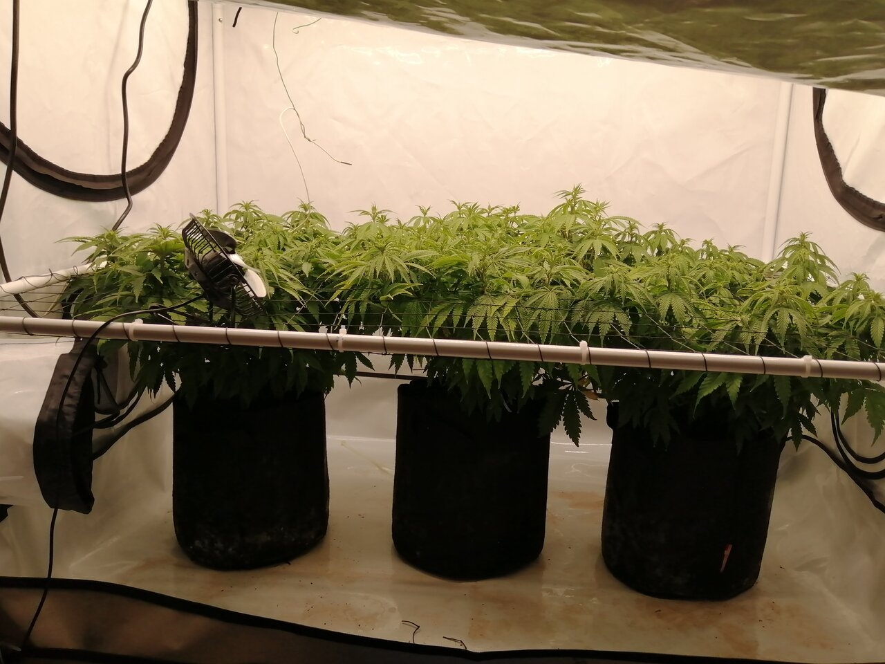 Cheese Scrog Day 8 Of Flower