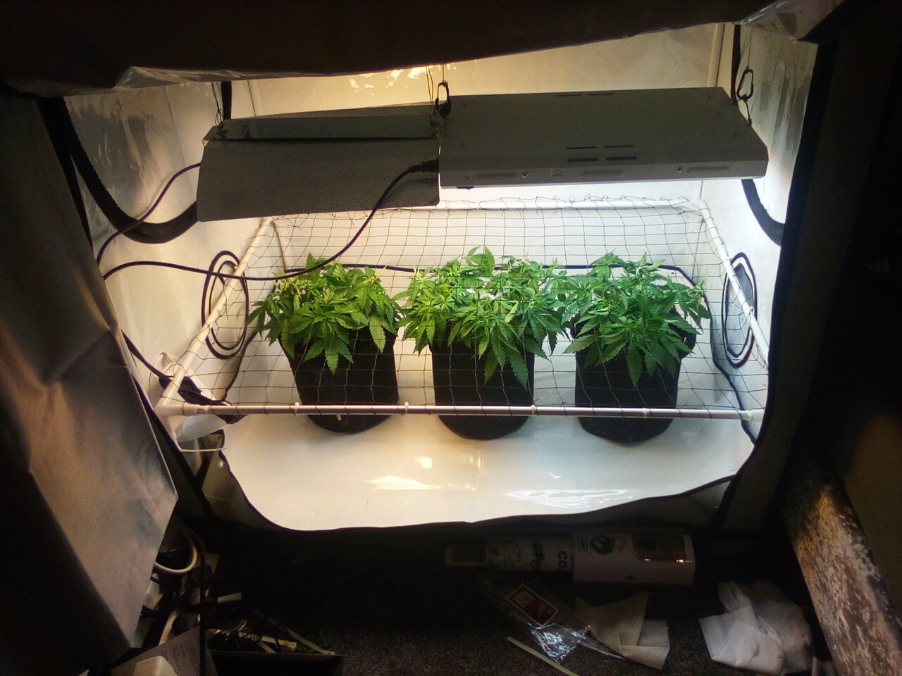 Cheese Scrog