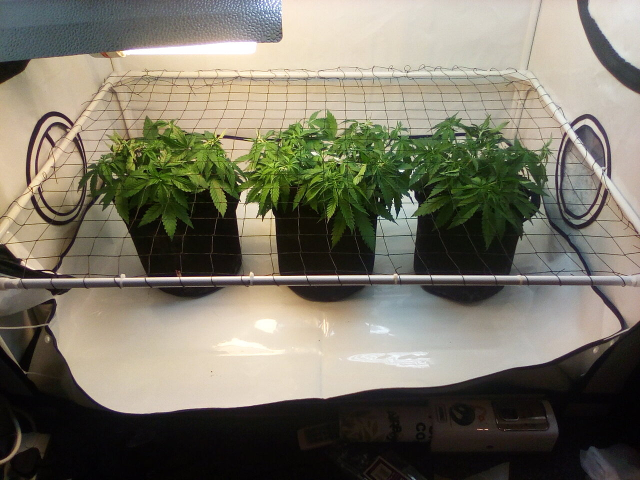 Cheese Scrog