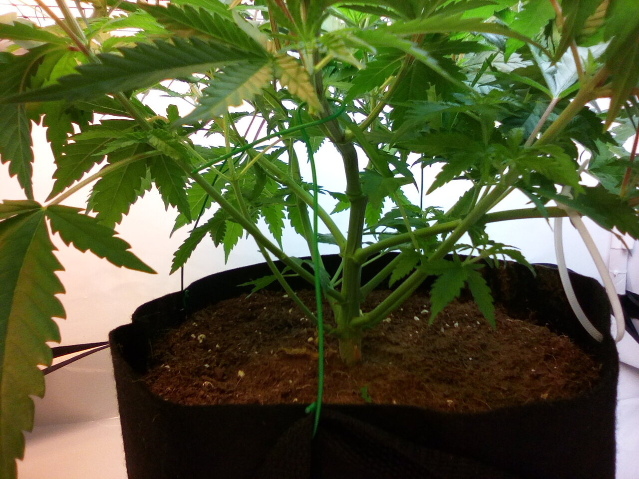 Cheese Scrog