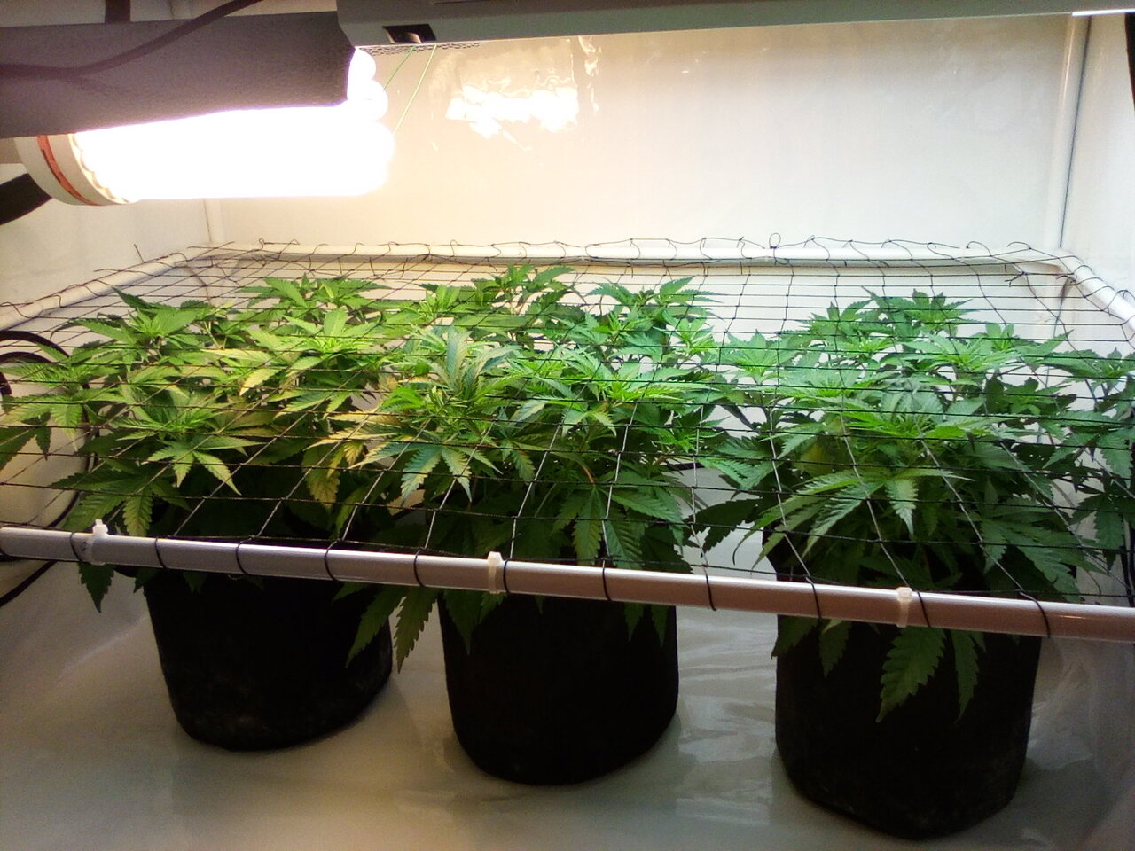 Cheese Scrog