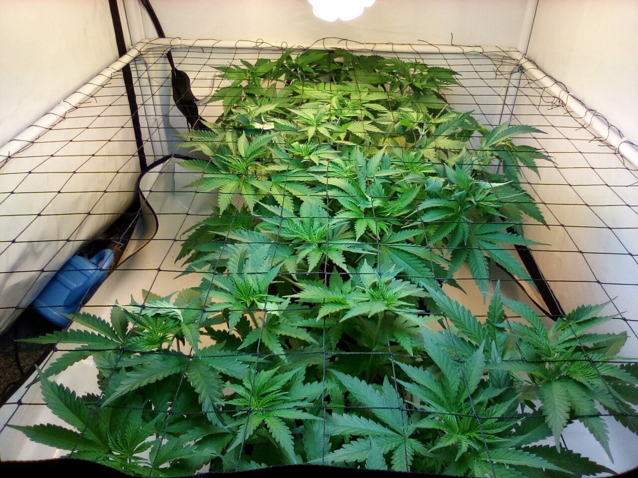 Cheese Scrog