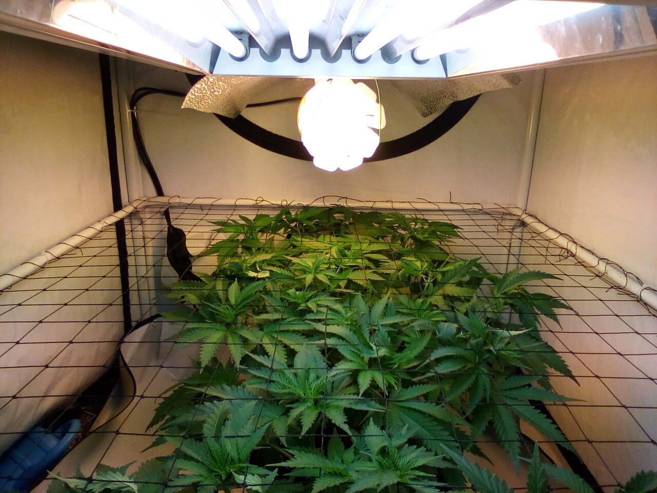 Cheese Scrog