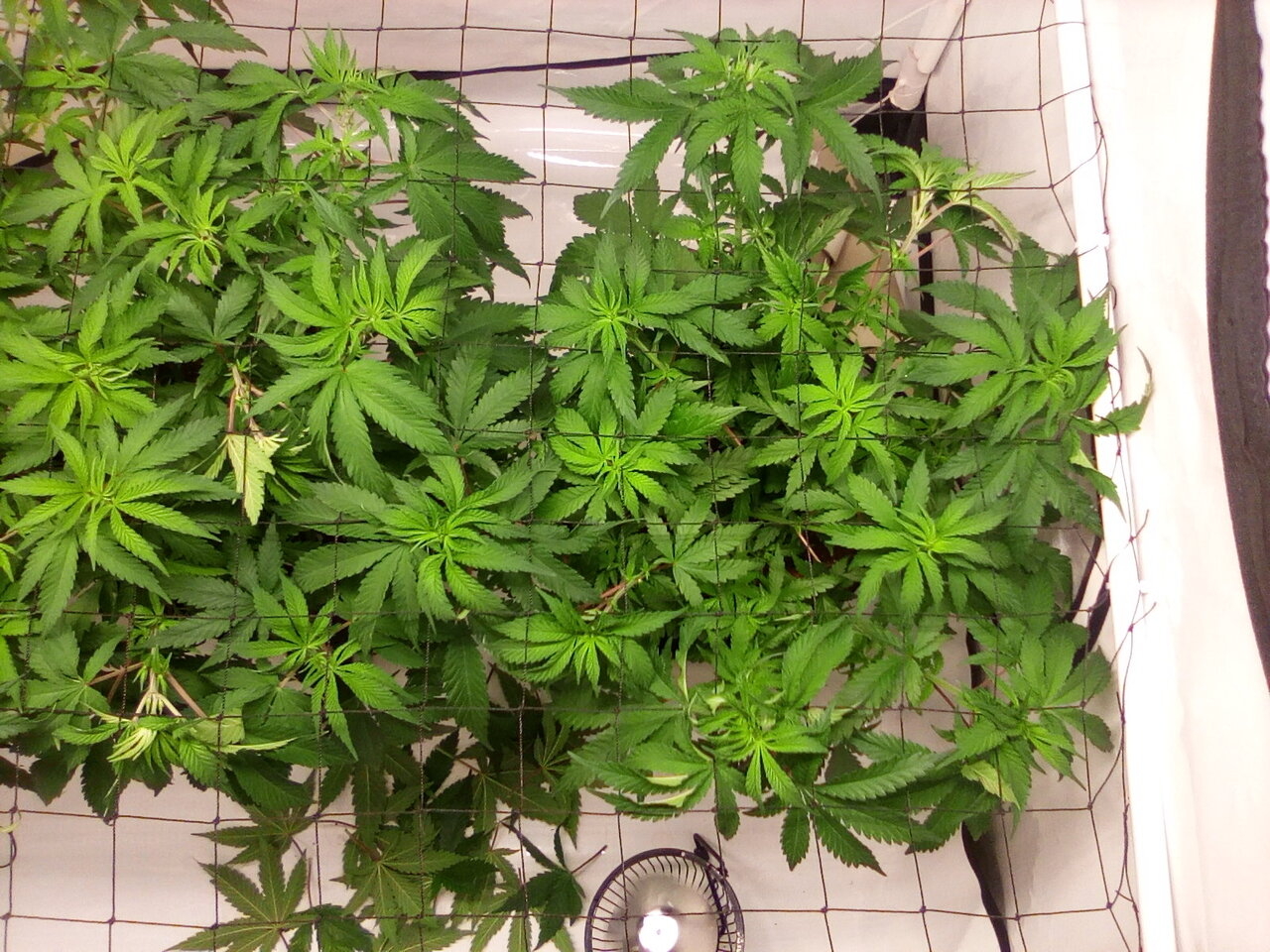 Cheese Scrog