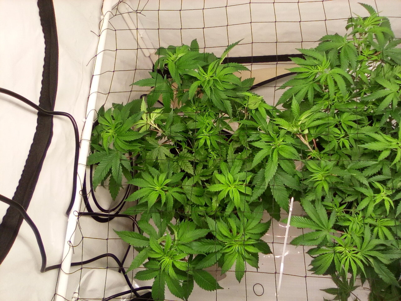 Cheese Scrog