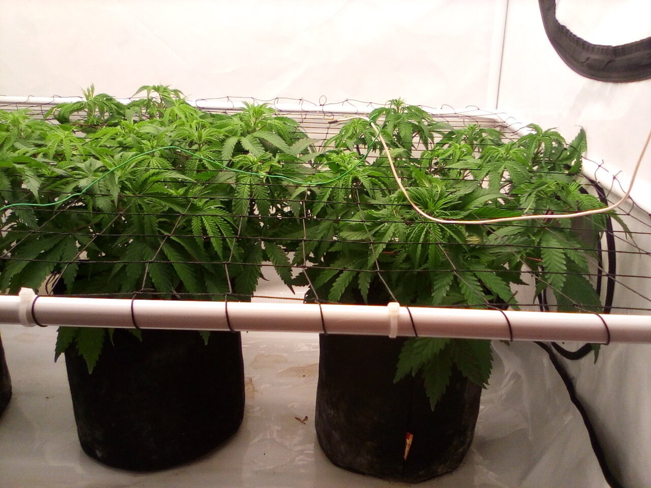 Cheese Scrog