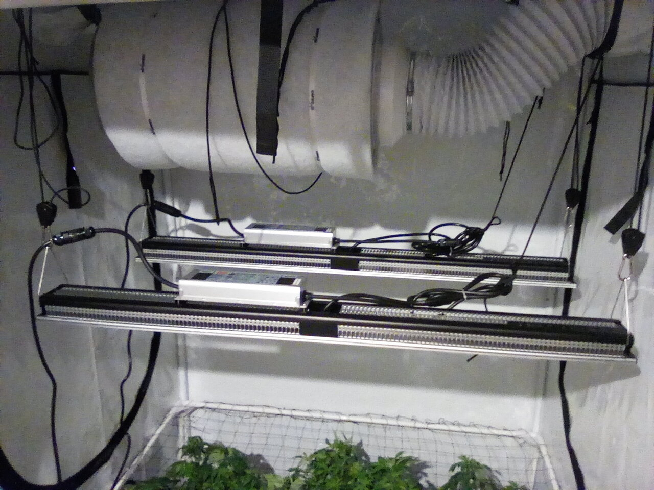 Cheese Scrog