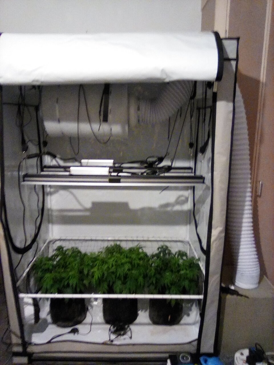 Cheese Scrog