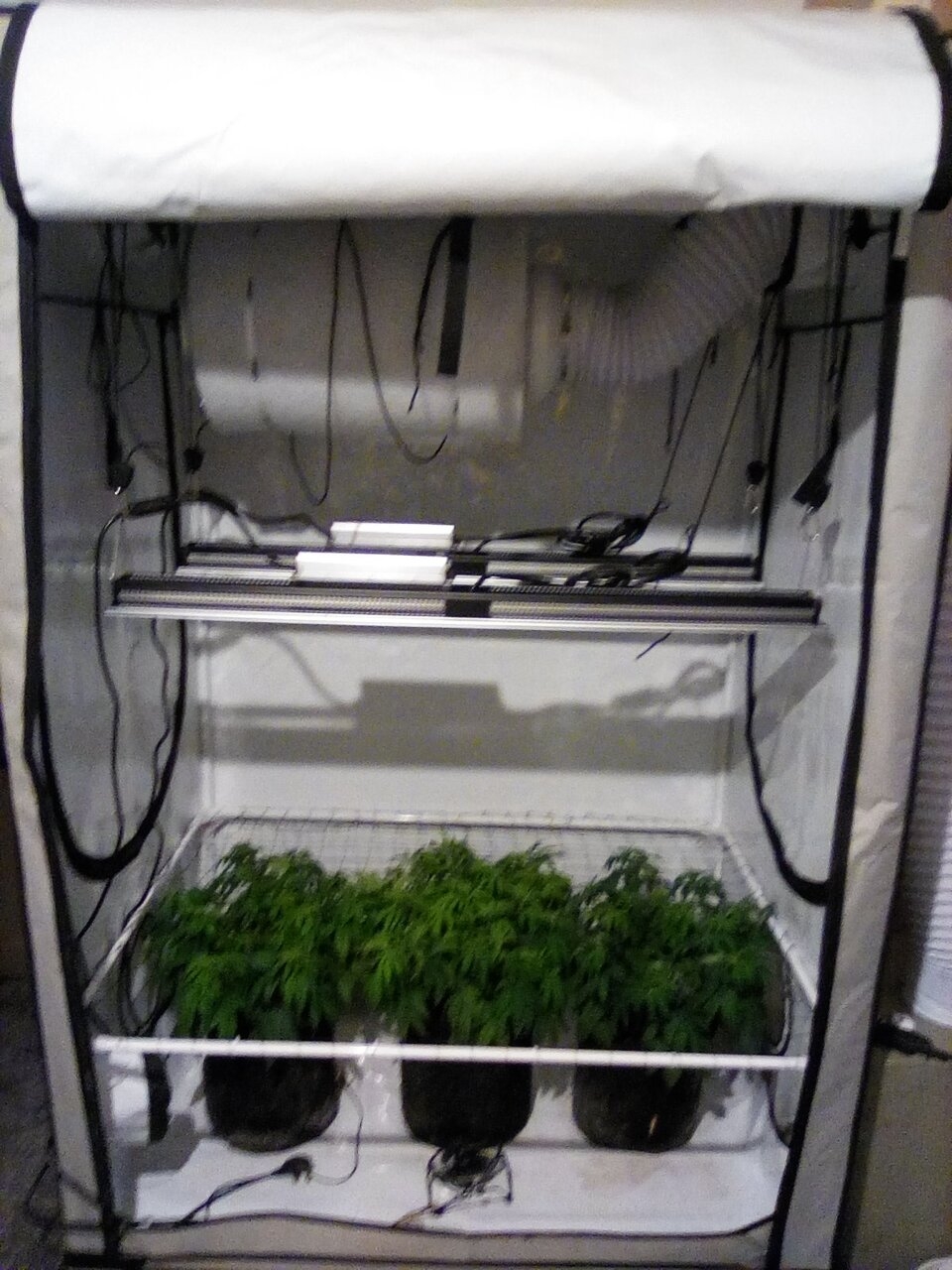 Cheese Scrog