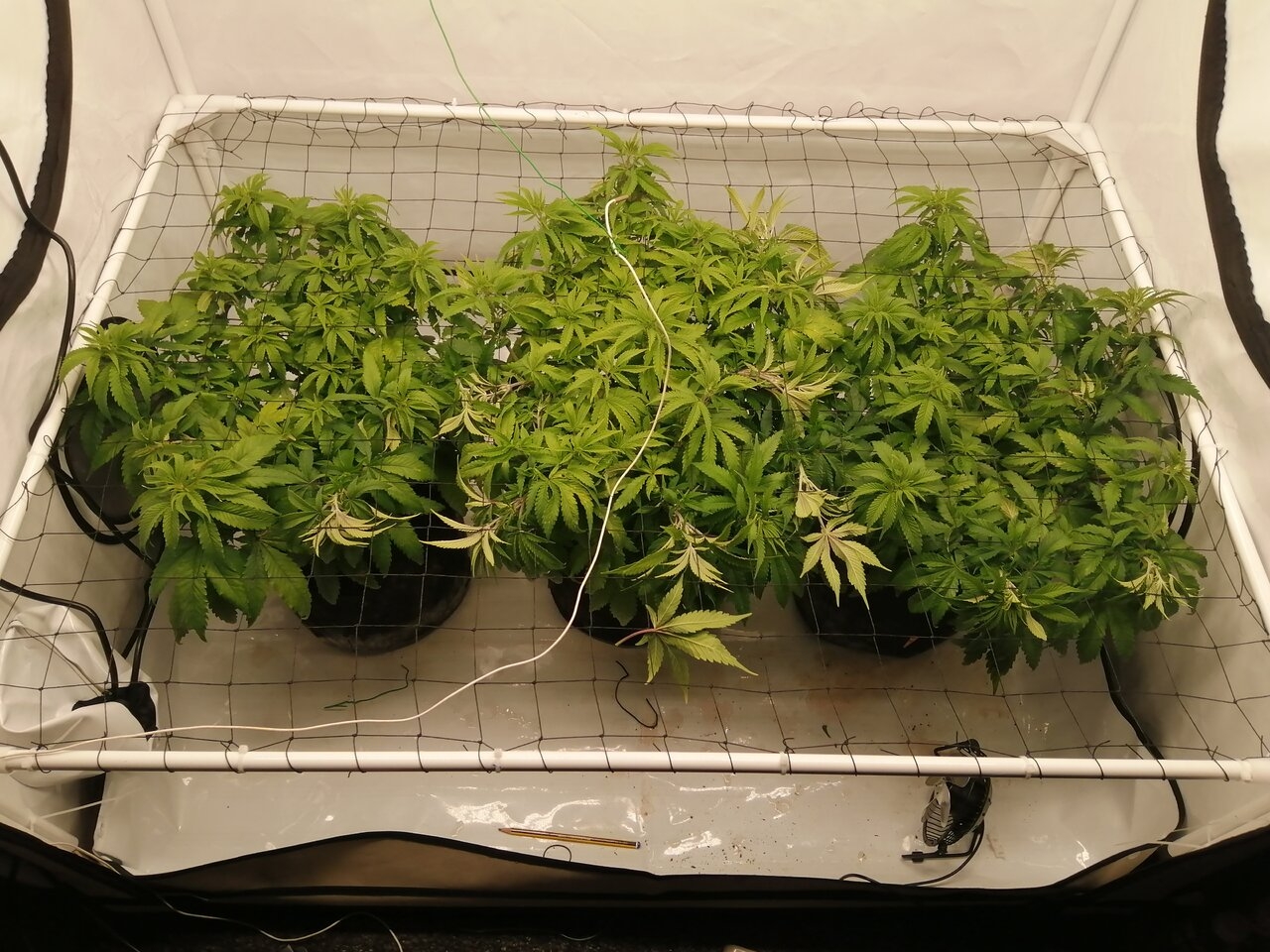 Cheese Scrog