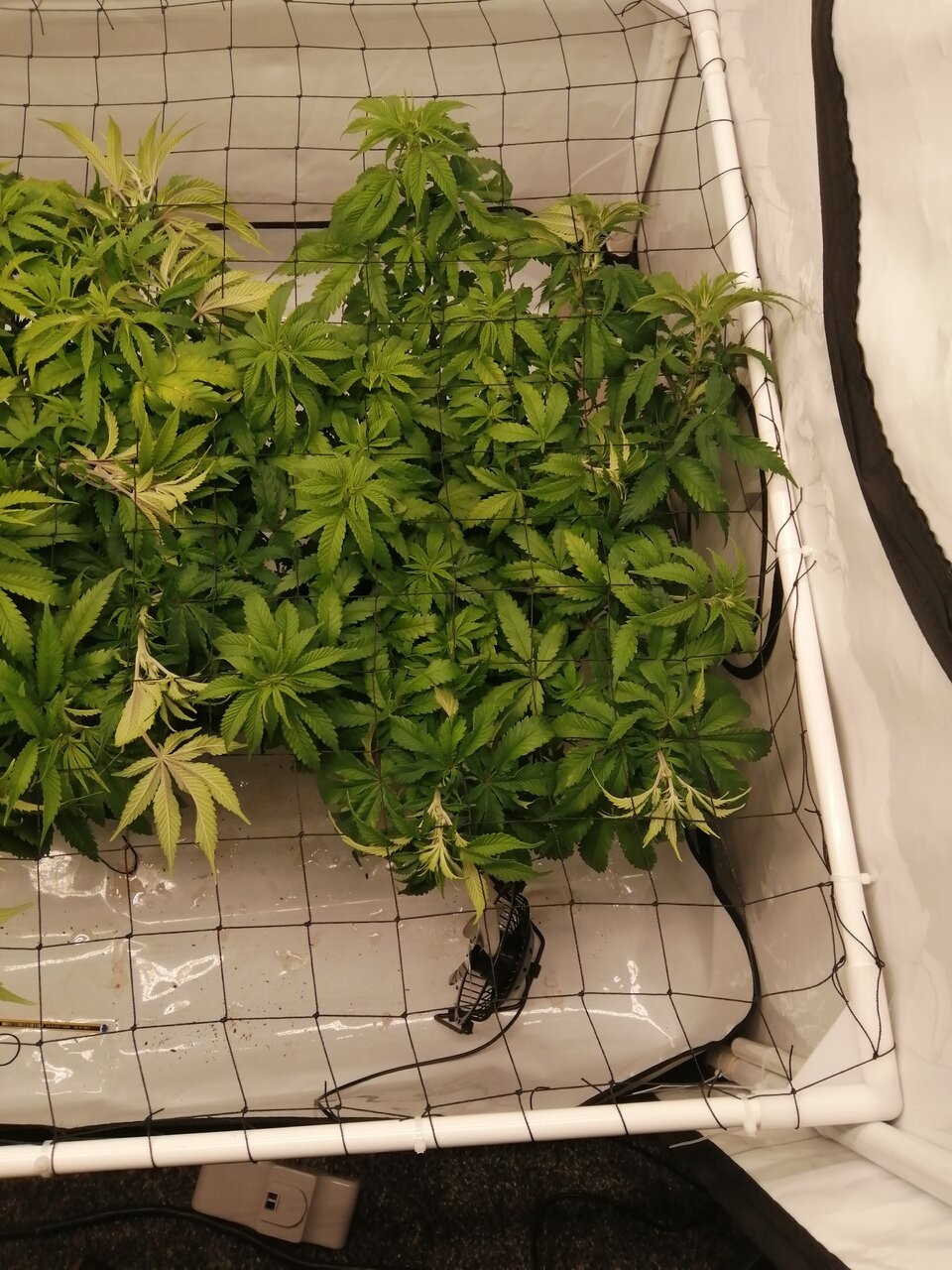 Cheese Scrog