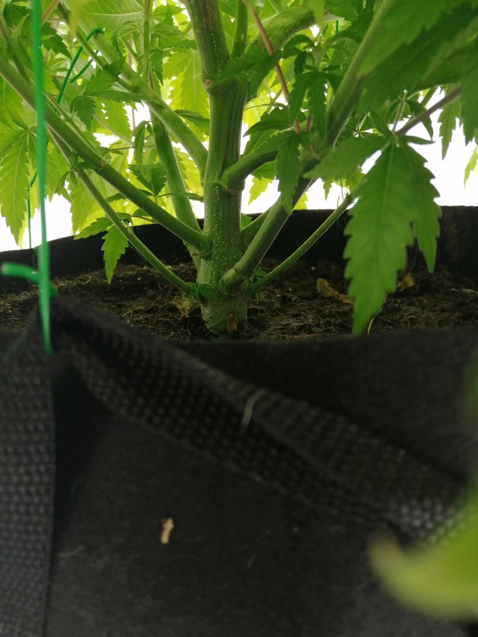 Cheese Scrog