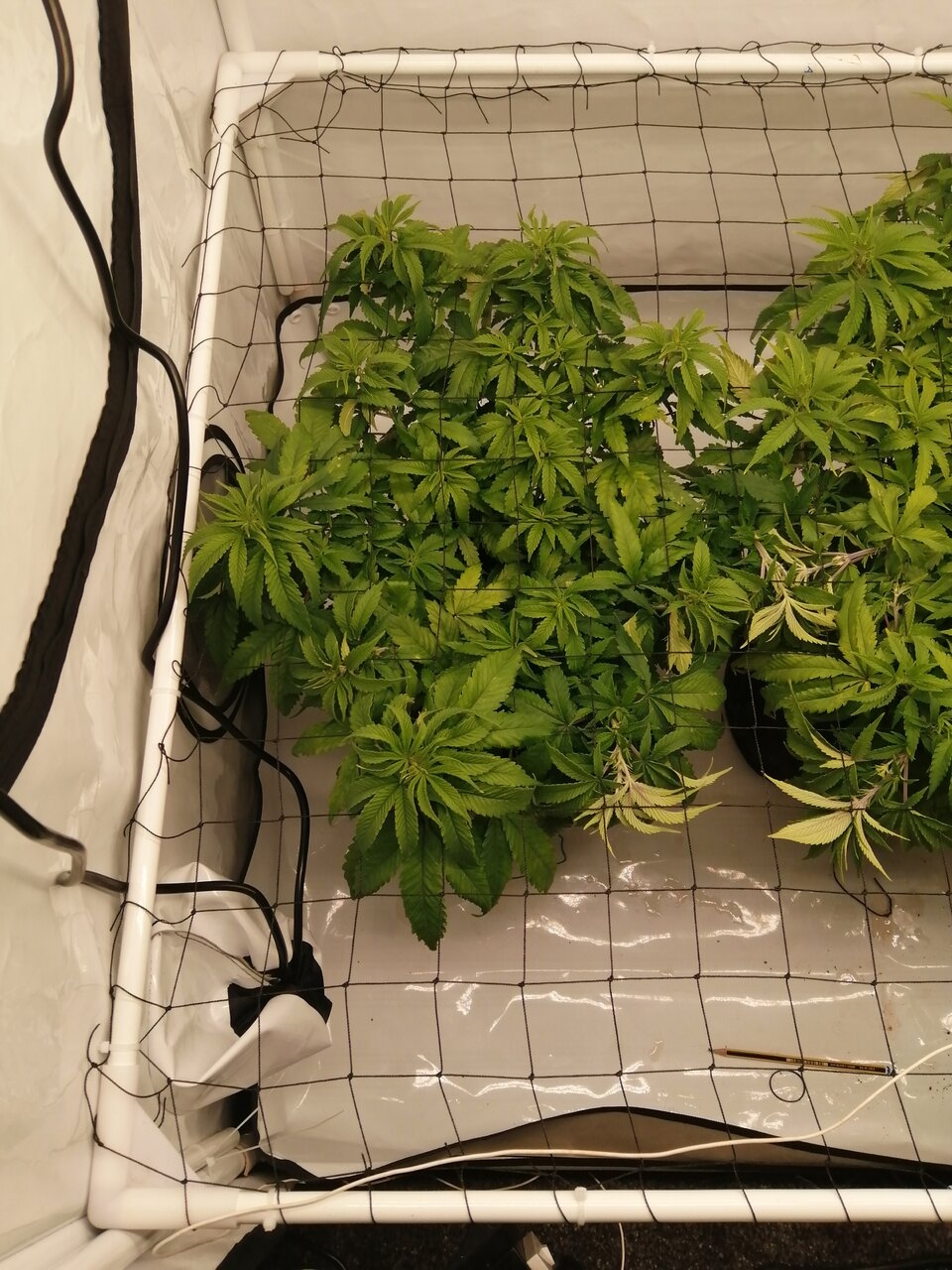 Cheese Scrog