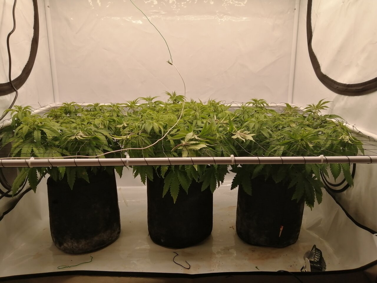 Cheese Scrog