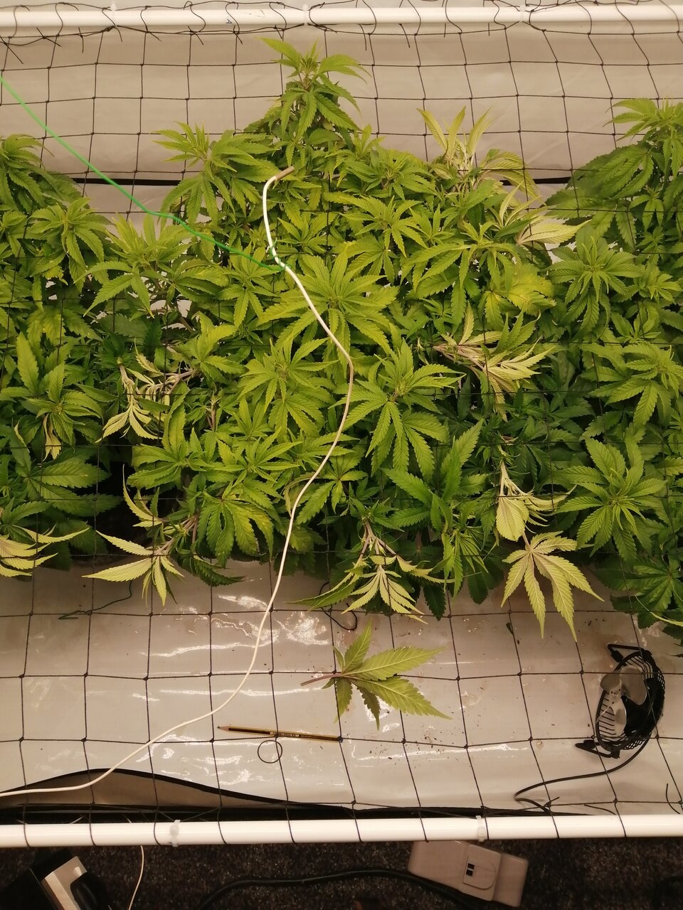 Cheese Scrog