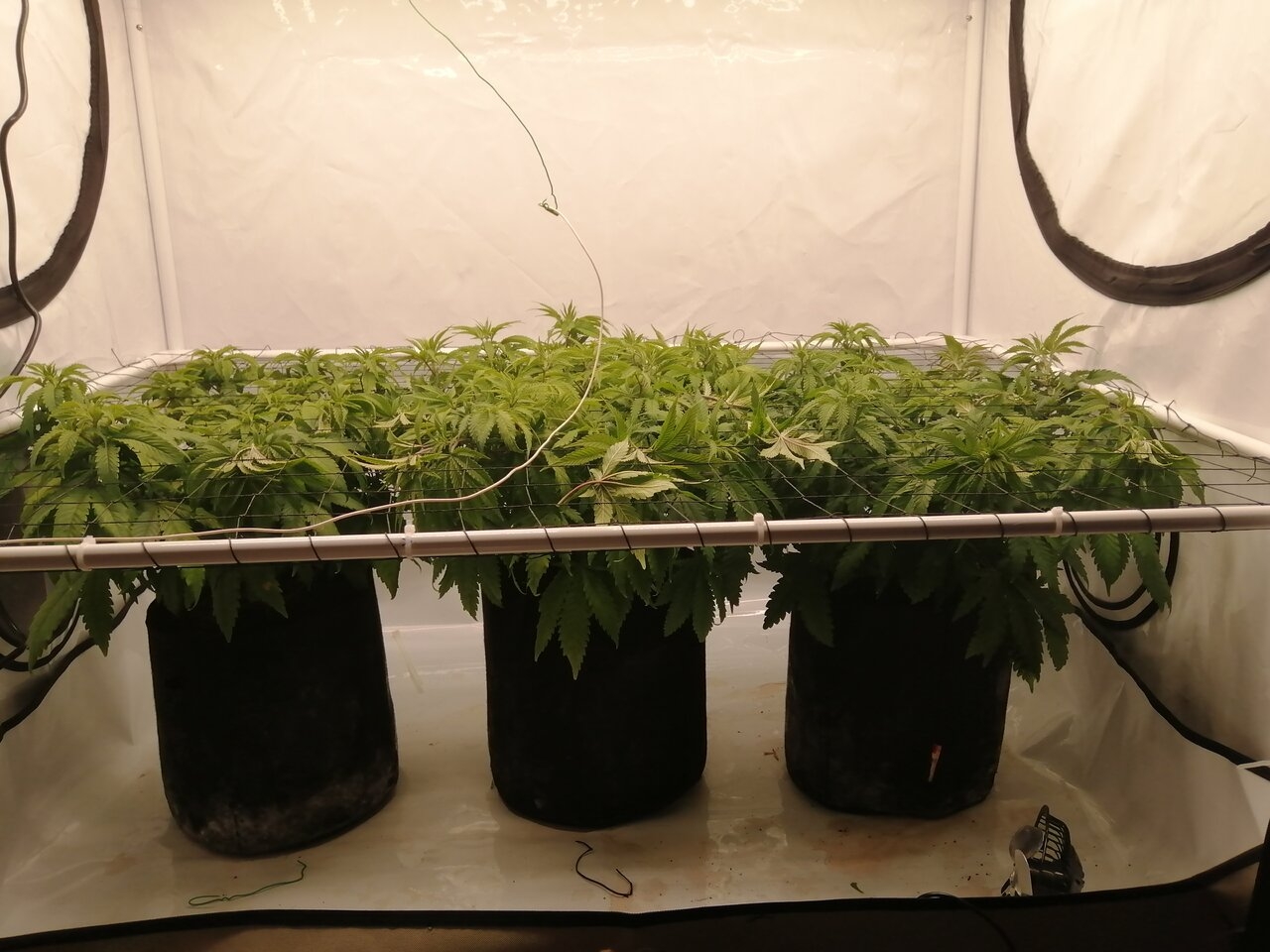 Cheese Scrog