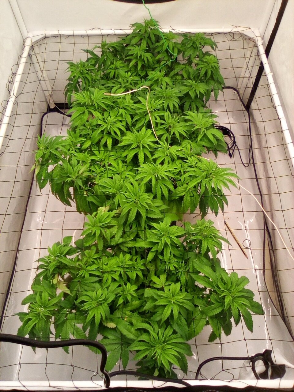 Cheese Scrog