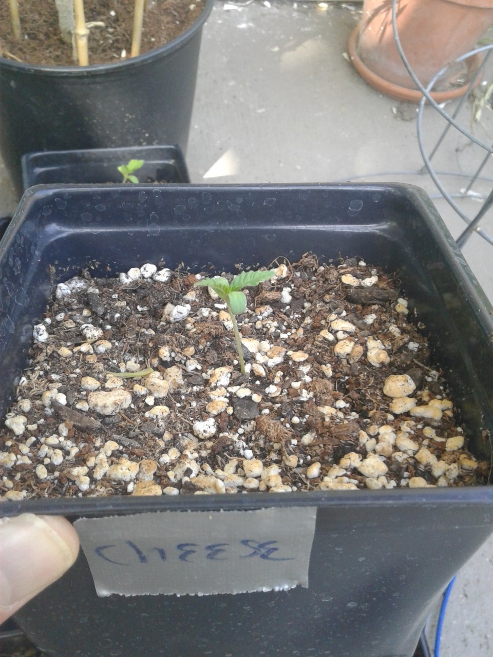 Cheese seedling