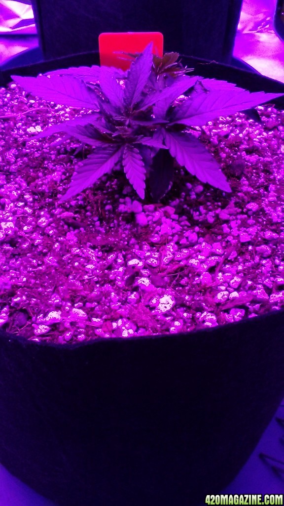 Cheesedawg - Day 23 in soil