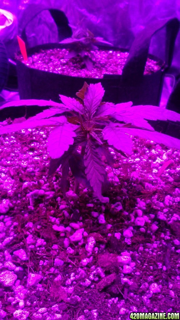 Cheesedawg - Day 23 in soil