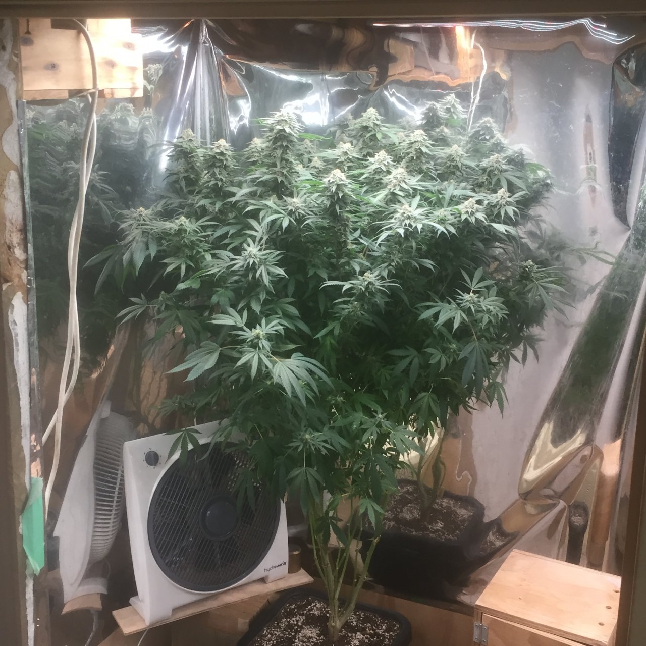 Chemdog’91, day 42