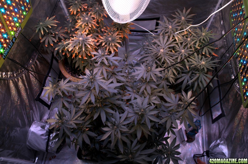 Chemical tent in flower