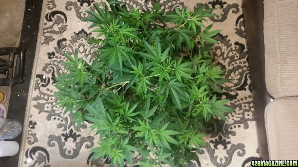 Chernobyl CFL grow 2