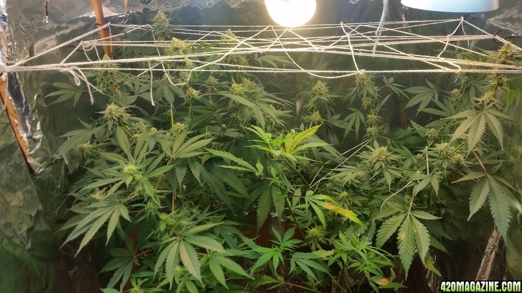 Chernobyl CFL grow 2